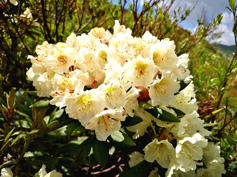 Caucasian rhododendron in bloom